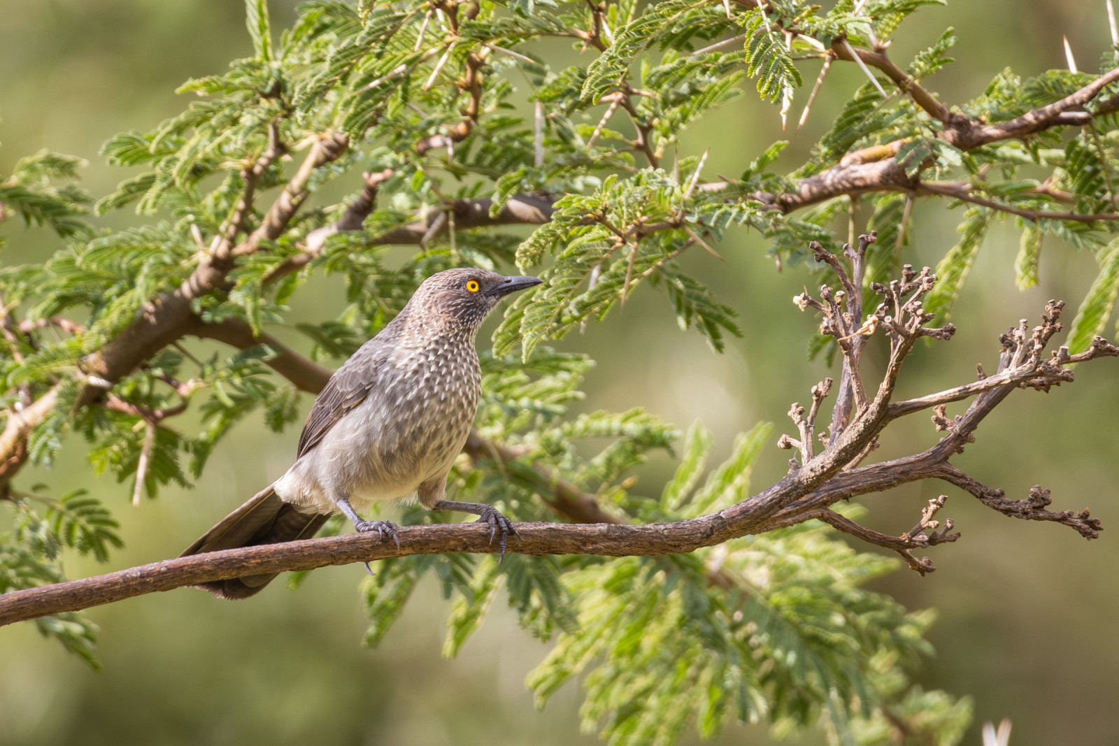 image Arrow-marked Babbler